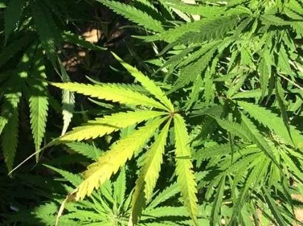 marijuana-leaf-from-nida-farm