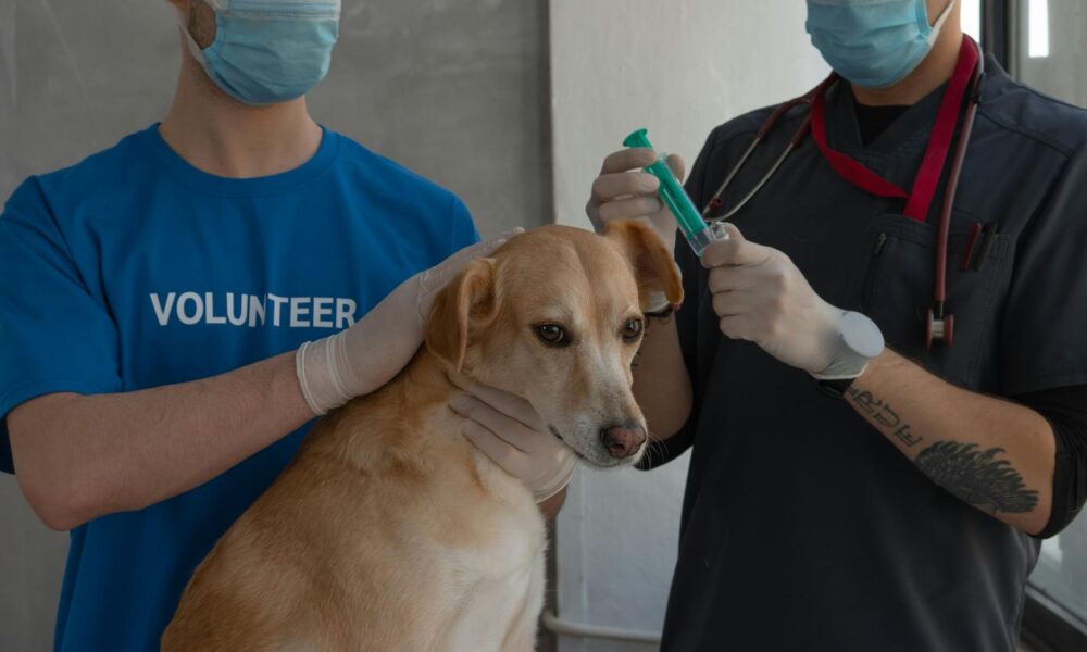 men with face mask standing beside a dog in the clinic