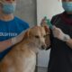 men with face mask standing beside a dog in the clinic