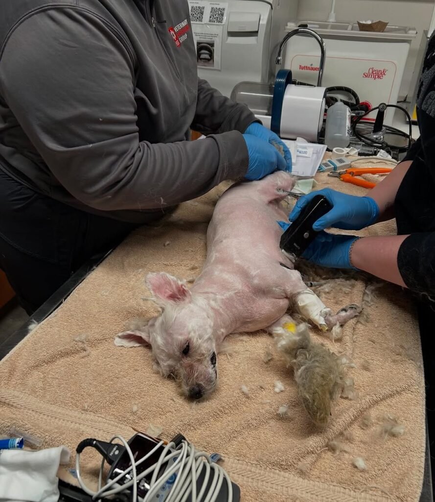 Snapinst.app 480673667 18355848661177575 226088347245483382 n 1080