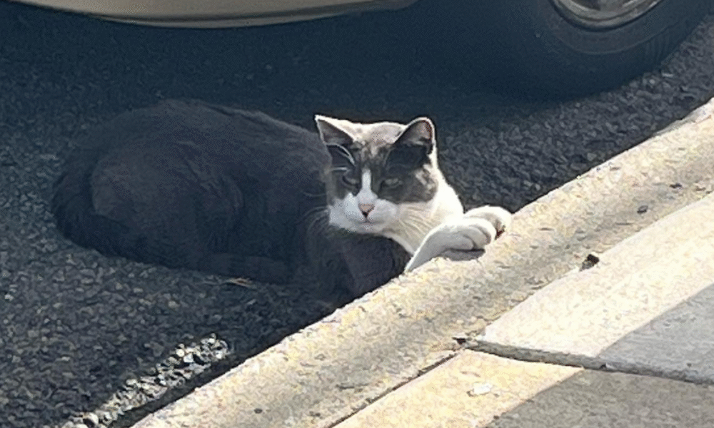 Bill to Boost Trap-Neuter Programs for Cats Wins Senate Approval