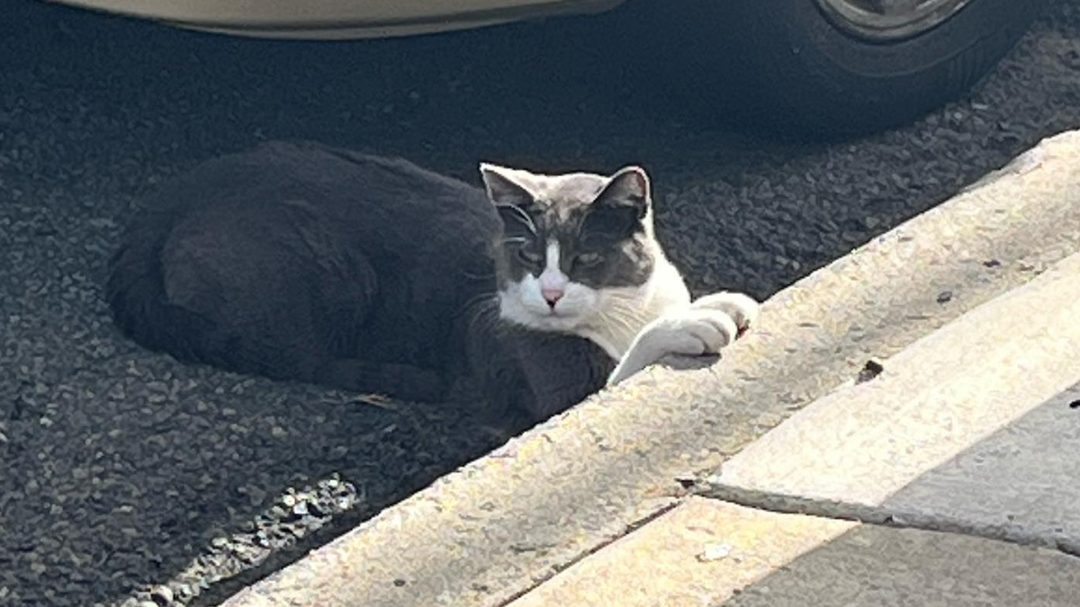 Bill to Boost Trap-Neuter Programs for Cats Wins Senate Approval