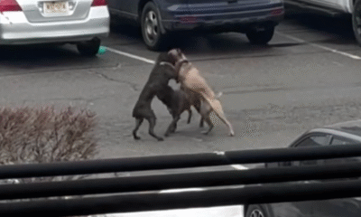 Charges Filed After ShopRite Dog Attack; Six Dogs Seized