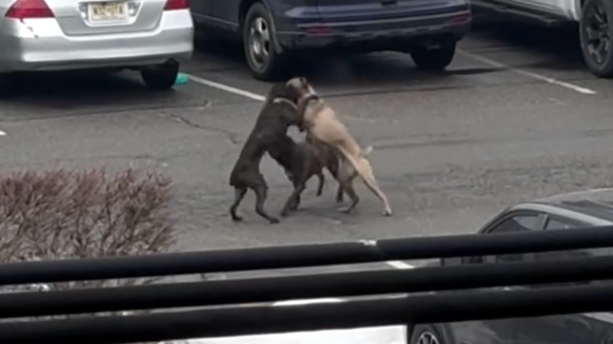 Charges Filed After ShopRite Dog Attack; Six Dogs Seized